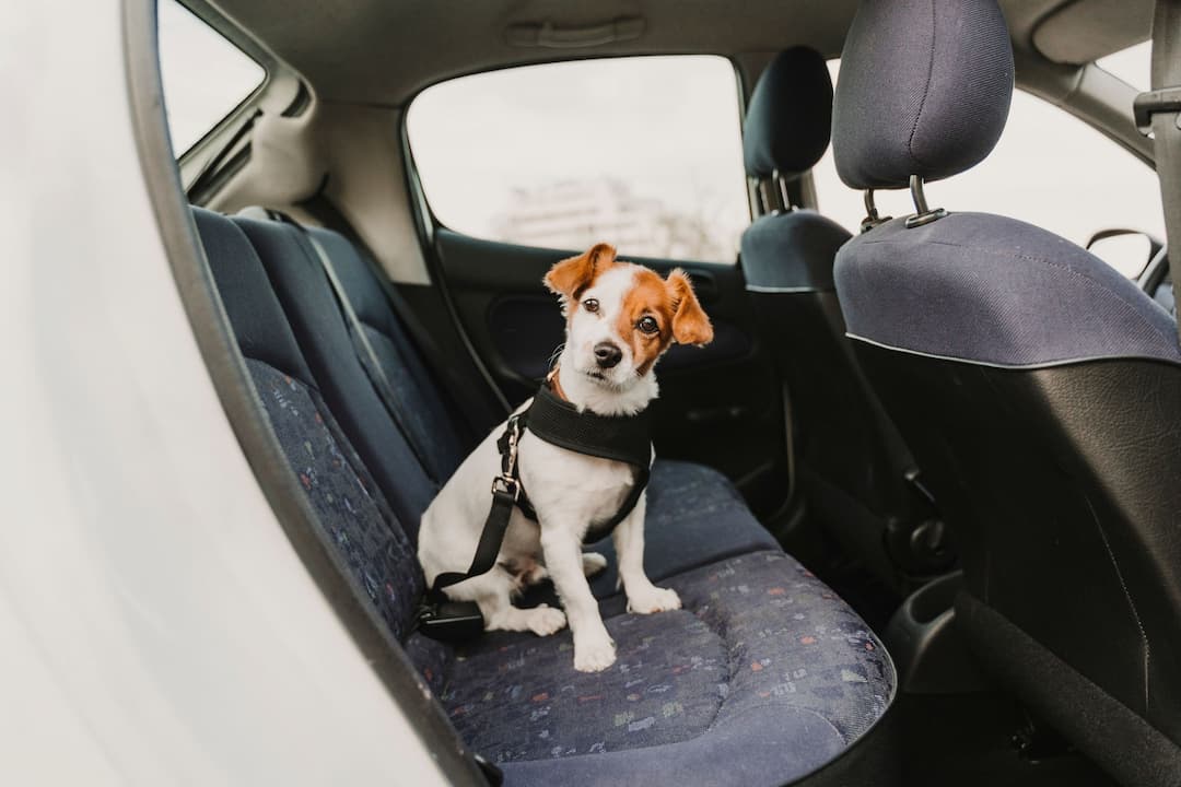 Cómo viajar en auto con tu mascota de forma segura y responsable